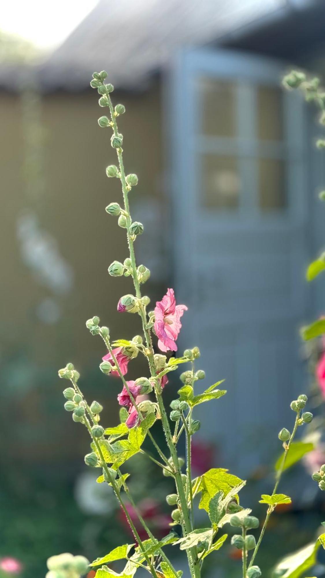 Dyrlev Bed & Breakfast Præstø Exterior foto